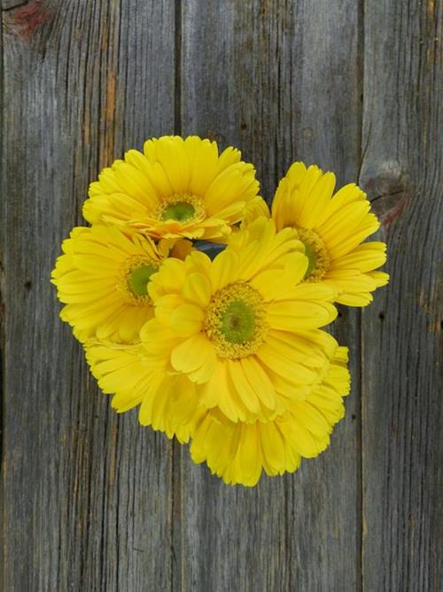 MERIVA YELLOW GERBERA DAISIES